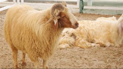 ما حكم الأضحية بغير بهيمة الأنعام؟.. وزير الأوقاف يحسم الجدل