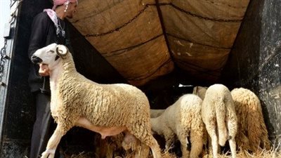 ما هي اللحوم التي يضحى بها في عيد الأضحى؟.. أنواع الأضاحي وأعمارها
