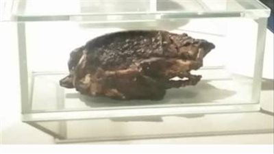 متحف التحنيط يعلن عرض بطة محنطة من عام 1942