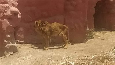 الزراعة تكشف حقيقة وجود أسد هزيل ومريض بحديقة الحيوان