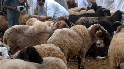 نقيب الفلاحين: 5 آلاف جنيه تراجعًا في أسعار الأضاحي عن العام الماضي