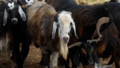 هل يجوز التصدق بالأضحية كاملة دون الأكل منها؟