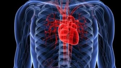 على غرار أسماك الزرد.. الكشف عن آلية تجديد خلايا القلب | دراسة 