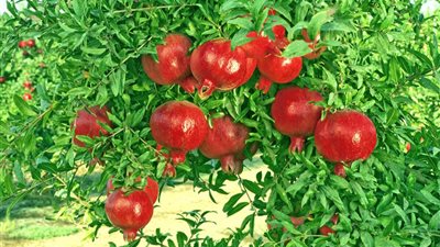 بعد التقلبات الجوية.. توصيات عاجلة للمزارعين بشأن زيادة حجم الثمار 