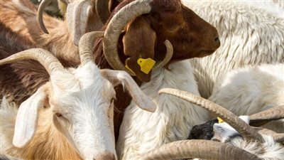 حكم أخذ قرض من البنك لشراء الأضحية.. الإفتاء توضح