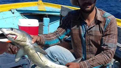 محافظة الإسكندرية ترد على مزاعم انتشار أسماك قرش بالمكس.. وخبراء علوم البحار: حديث الولادة