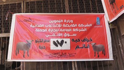 التموين: إقامة 32 شادرا لبيع الخراف الحية بسعر 170 جنيهًا للكيلو | صور