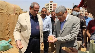 شون وصوامع المنيا تستقبل 465 ألف طن قمح