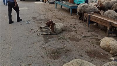 إزالة 5 فروشات من الأضاحي وتحصيل 15 ألف جنيه غرامة بحي غرب الإسكندرية