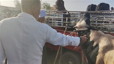 استعدادًا لشهر رمضان.. وصول 1700 رأس ماشية حية لميناء سفاجا