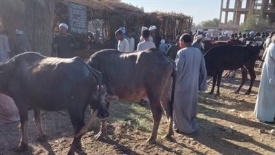 بيطري الأقصر: فتح المجازر مجانا خلال أيام العيد 
