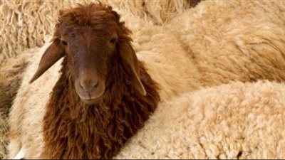 هل يجوز للمديون أن يضحي؟.. أمين الفتوى: حرام في هذه الحالة 