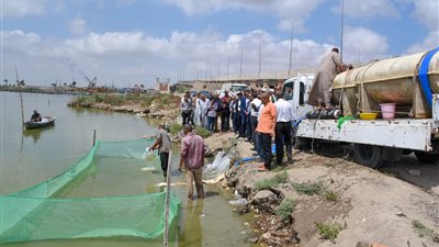 لتنمية الثروة السمكية.. إلقاء 600 ألف زريعة أسماك ببحيرة مريوط في الإسكندرية