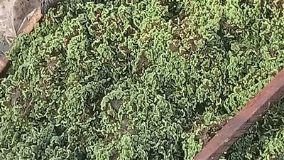 الأزولا سلاح الفلاح لمحاربة ارتفاع أسعار الأعلاف