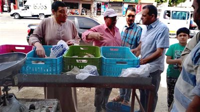 بتخفيضات تصل لـ 35%.. رئاسة مدينة الأقصر تبيع الأسماك للمواطنين | صور