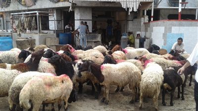  هل الأضحية أفضل أم التصدق بثمنها؟.. الإفتاء ترد