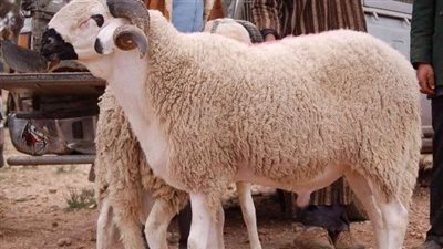 الأزهر للفتوى: يجوز للمضحّي الأكل من أُضْحِيته والادخار منها