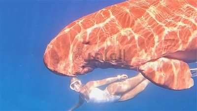 سائحون يرصدون عروس البحر بمنطقة أبو دباب شمال البحر الأحمر| صور وفيديو