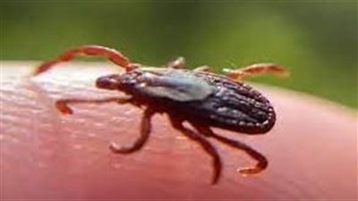 أمريكا تحذر من مرض طفيلي قاتل يتوطن بها