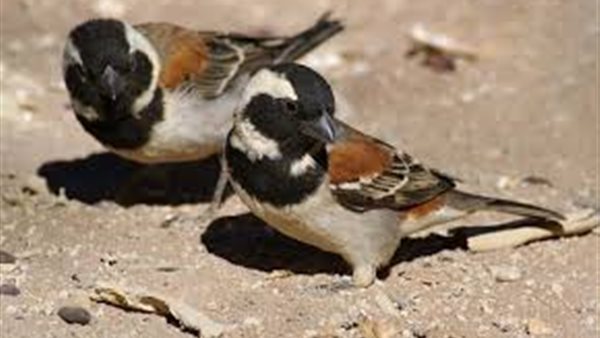 هل تجوز التضحية بالعصفور