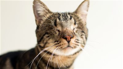 علي جمعة: أوجب الإسلام النفقة على القطة العمياء إذا لجأت لمنزلك