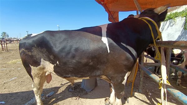 اغلى عجل في مصر بسوق