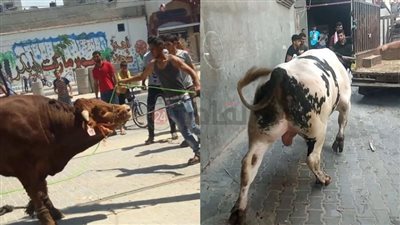 قبل النحر.. 5 أخطاء شائعة تؤدي لهروب العجول ونصائح مهمة للسيطرة على الأضحية