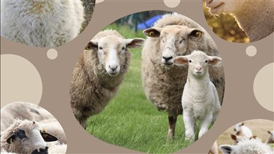 دعاء عيد الأضحى 2023 قبل وبعد صلاة العيد وصور مبهجة