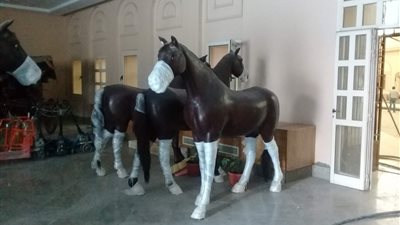  نقل مجموعة من الأحصنة الأثرية بقلعة صلاح الدين وإعادة عرضها بمتحف المركبات في بولاق | صور 