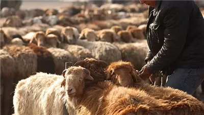 حكم حلق الذقن للمضحي.. ما الحكمة وما رأي الشيخ الشعراوي؟