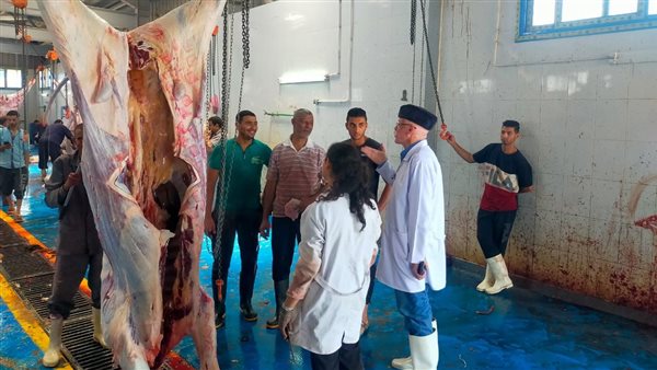 ذبح 1427 رأس ماشية