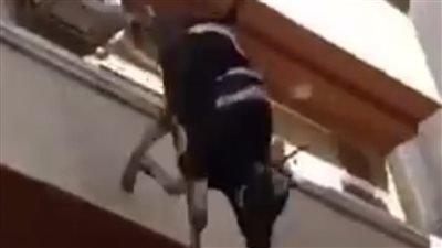 سقوط عجل دمنهور من الطابق الرابع هربا من الجزار