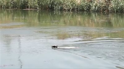 نزل ياخد شاور.. خروف يستعرض مهارته في السباحة هربًا من الجزار بالأقصر 