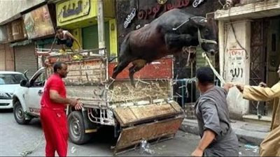 فيديوهات العجول الهربانة تريند كل سنة .. هروب الأضحيات في أول يوم من عيد الأضحى 2023 