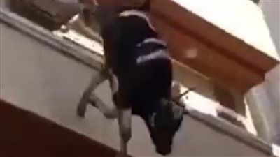 أغرب هروب لعجل في العيد.. قفز من الطابق الرابع وسقط أرضًا هربًا من التضحية 