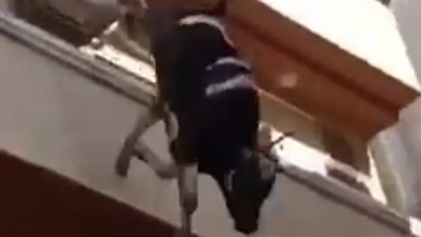 سقوط عجل من الطابق