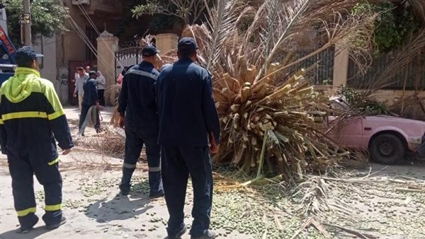 سقوط نخلة بمنزل عباس
