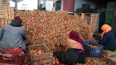 الإحصاء: ارتفاع قيمة صادرات البصل الطازج لـ18.7 مليون دولار خلال أبريل الماضي