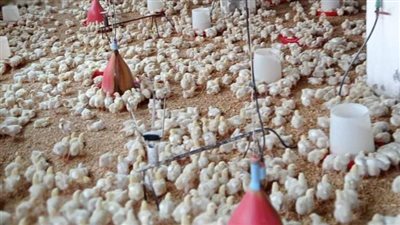 المرور على عدد من مزارع الدواجن لتأكيد مطابقتها لشروط التسكين بالبحيرة