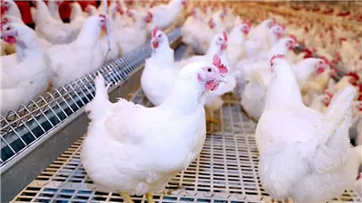 أسعار الفراخ البيضاء اليوم الجمعة 31 أكتوبر 2025 في الأسواق 