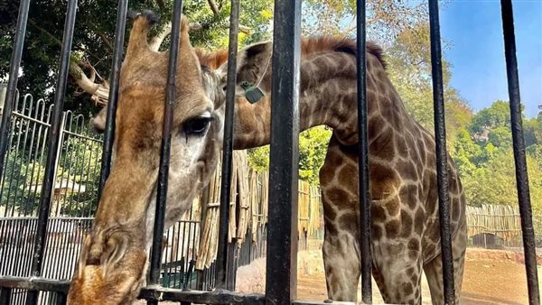 الزرافة سوسن