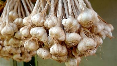 كيلو الثوم يصل لـ 35 جنيها.. أسعار الخضروات والفاكهة اليوم الاثنين 10 -7- 2023