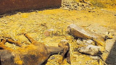 بياخد الجلد ويرمي باقي الحمار.. القبض على المتهم بسلخ جلود الحمير في المنوفية |صور 