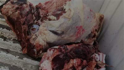 ضبط 140 كيلو لحوم ودواجن منتهية الصلاحية بالغربية 