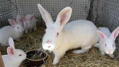 يبدأ من 80 جنيها.. سعر كيلو الأرانب اليوم الأربعاء 12 يوليو 2023