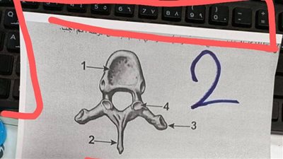 بالكيبود.. شاومينج ينشر صورة مزعومة لامتحان الأحياء للثانوية العامة بشكل جديد