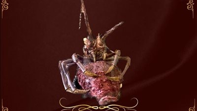 متحف قصر الأمير محمد علي يعلن عرض قطعة أثرية لـ استاكوزا داخل صندوق زجاجي