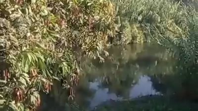 التصريح بدفن طفلين شقيقين غرقا خلال الاستحمام في مبلة الكتان بالغربية 