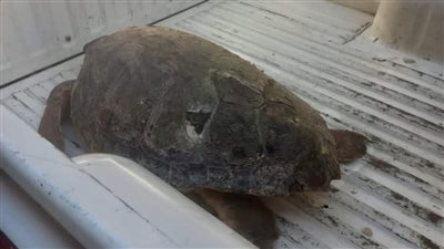 بعد تداول صورها.. التحفظ على سلحفاة نادرة داخل محل أسماك بمنطقة عين شمس|صور