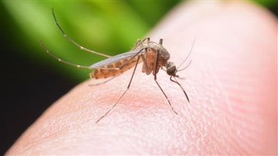 مع ارتفاع درجات الحرارة.. كيف يمكن القضاء على الحشرات والناموس؟